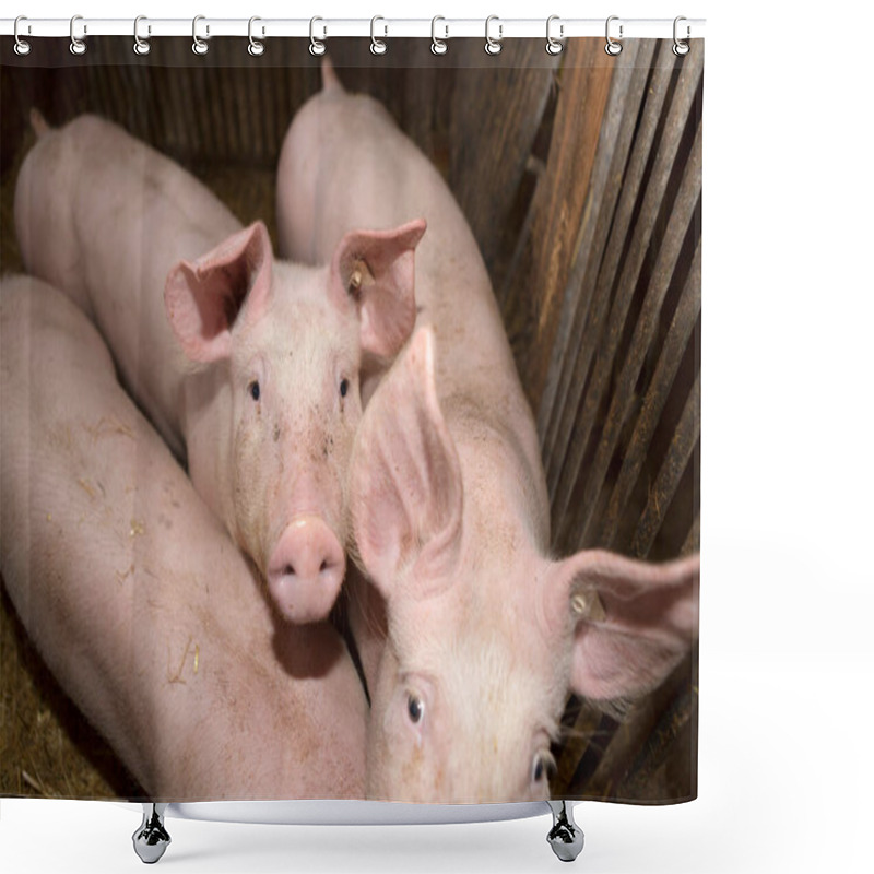 Personality  Three Young Pigs In A Pigsty Shower Curtains