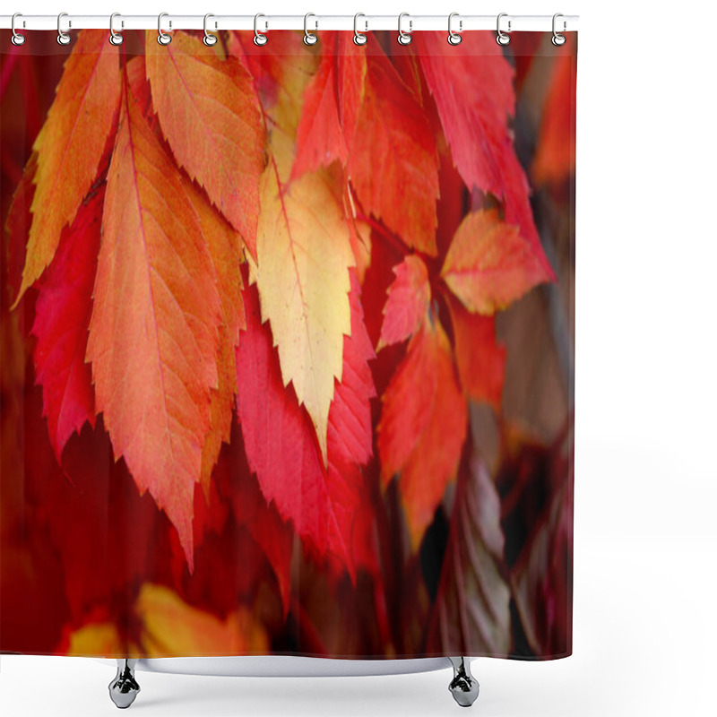 Personality  Beautiful Macro Photo Of Red Leaves In The Park Shower Curtains