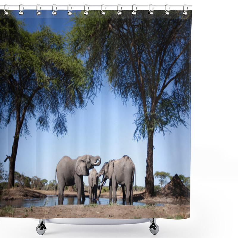 Personality  Elephant In Botswana Shower Curtains