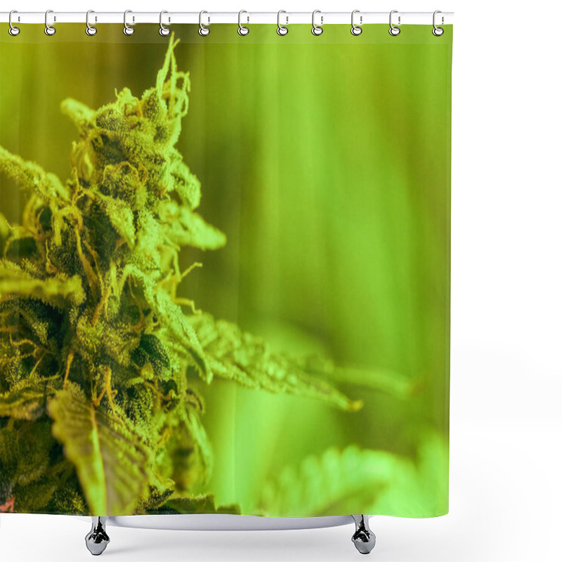 Personality  Close-up Detail Of Cannabis, Trichomes And Leaves On Late Flower Shower Curtains