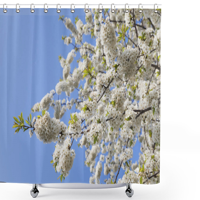 Personality  White Cherry Blossoms Shower Curtains