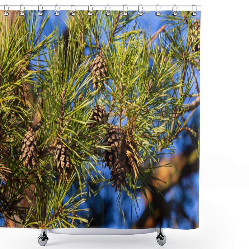 Personality  Close-up On A Pretty Pine Cone Hanging From Its Branch And Surrounded By Its Green Thorns. Pine Cone, Pine Thorns, Pine Branch And Blue Sky. Shower Curtains