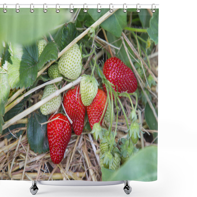 Personality  Strawberry Plant With Berries On A Straw Bed Shower Curtains