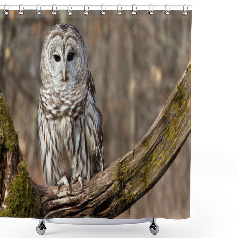 Personality  Barred Owl Shower Curtains