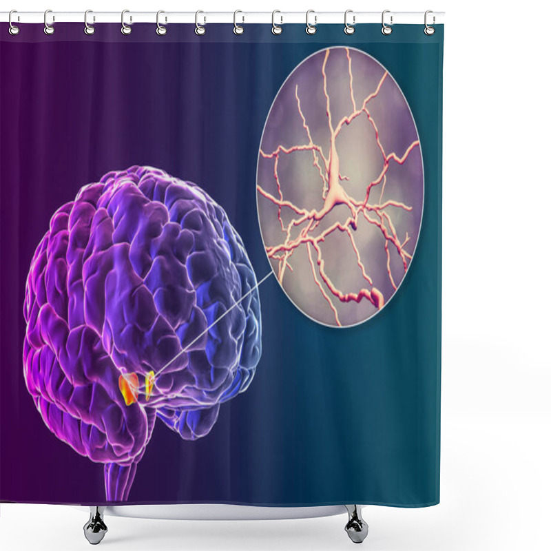 Personality  Black Substance Of The Midbrain And Its Dopaminergic Neurons, 3D Illustration. Black Substance Regulates Movement And Reward, Its Degeneration Is A Key Step In Development Of Parkinson's Disease Shower Curtains