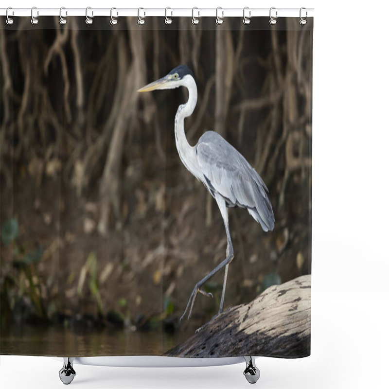 Personality  Cocoi Heron Standing On A Fallen Tree Shower Curtains