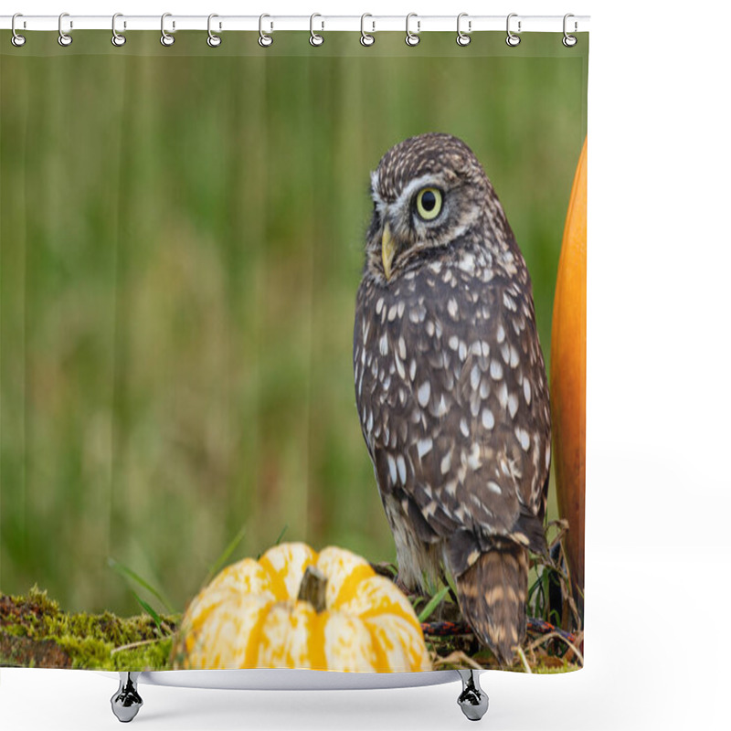 Personality  The Little Night Owl (Athene Noctua) Feeds On Insects, Small Mammals, And Birds. Photo Taken In Italy. Shower Curtains