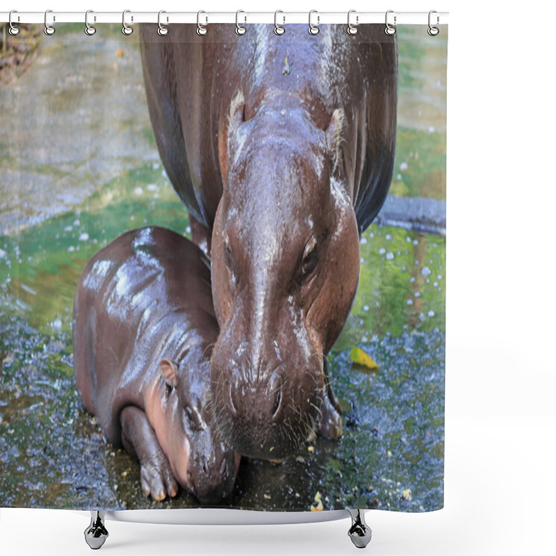 Personality  Closeup Of Mother Pygmy Hippo With Her Adorable Sleepy Baby Shower Curtains