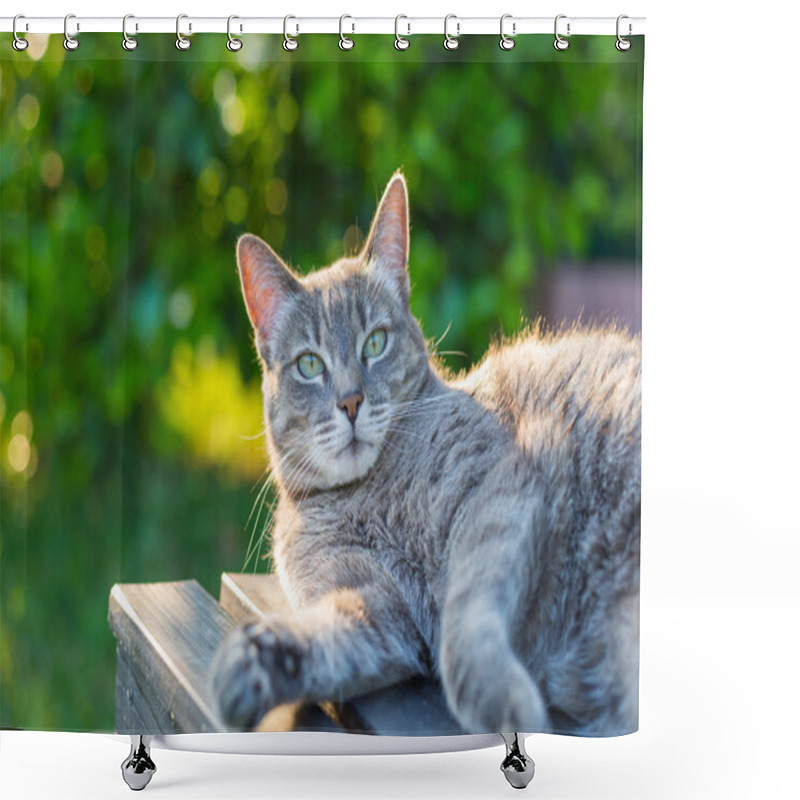 Personality  Cat Lying On Side On A Bench In Backlight Shower Curtains