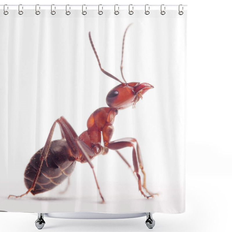 Personality  Proud Ant Formica Rufa Shower Curtains