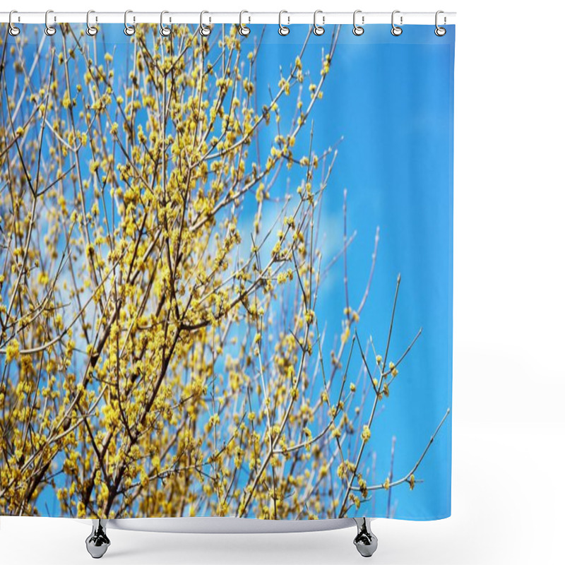 Personality  Blooming Cherry In Springtime Shower Curtains