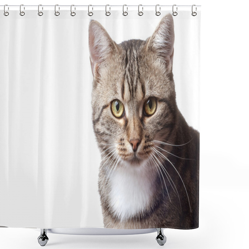 Personality  European Cat In Front On A White Background Shower Curtains