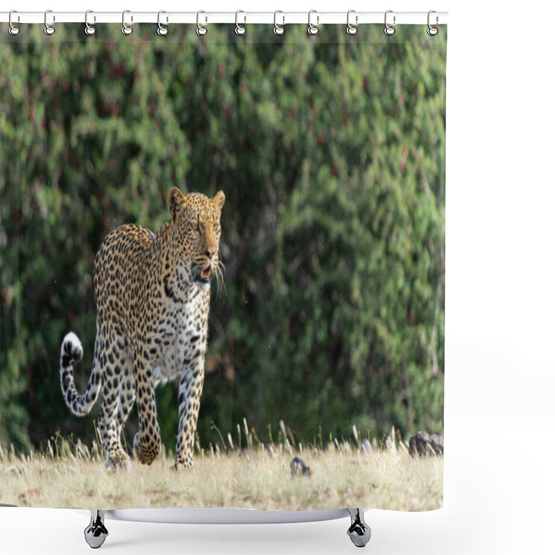 Personality  Leopard (Panthera Pardus) Hunting. This Leopard Was Hunting  In Mashatu Game Reserve In The Tuli Block In Botswana   Shower Curtains