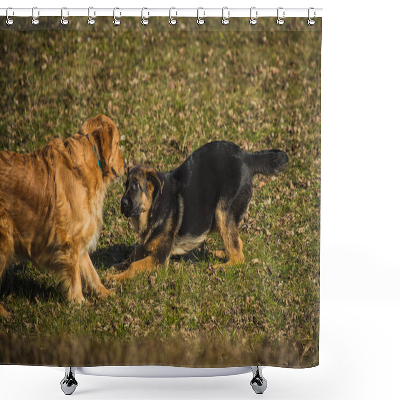 Personality  Two Dogs Playing On A Grass Field. Young German Shepherd And Golden Retriever Are Playing With Each Other. Fun On Grass And Sun. Shower Curtains