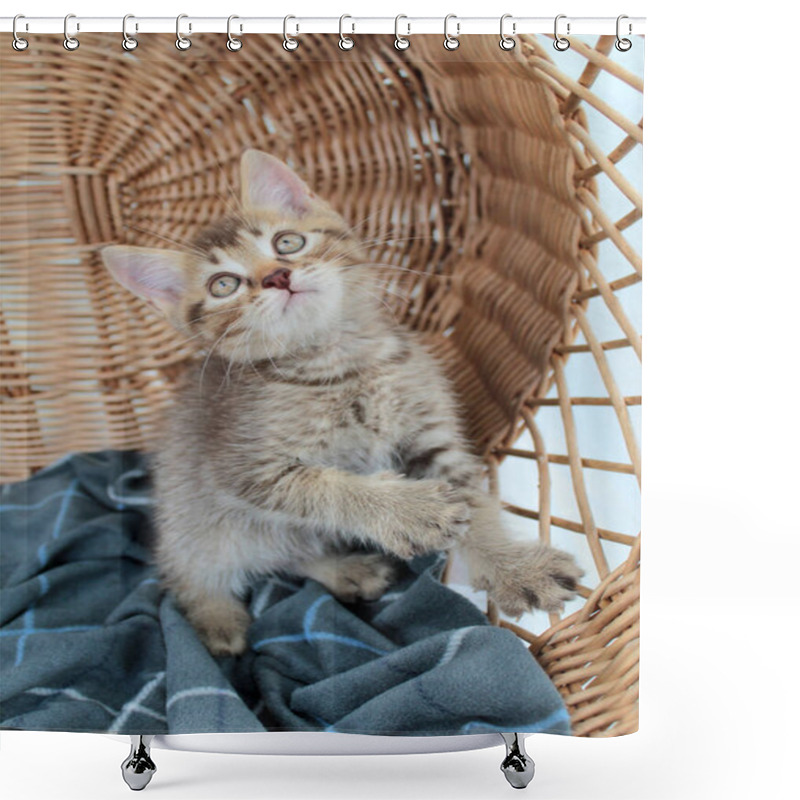 Personality  Touching Little Grey Kitten, British Cat Feline Young Shower Curtains