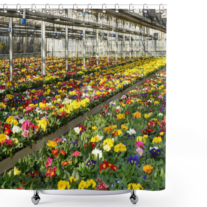 Personality  Primula Plantation At A Floriculture Farm Shower Curtains