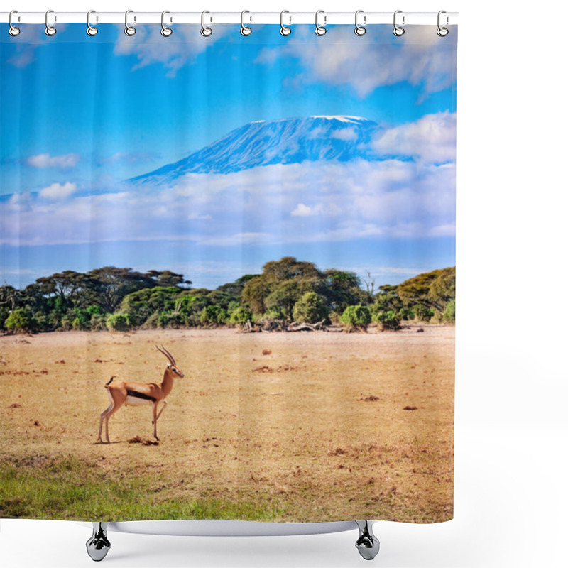 Personality  Thomson's Gazelle Or Tommie Stand On The Pasture In Kenya Over Kilimanjaro Mountain Shower Curtains