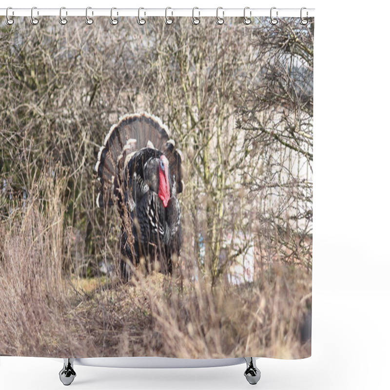 Personality  Wild Turkey Shower Curtains