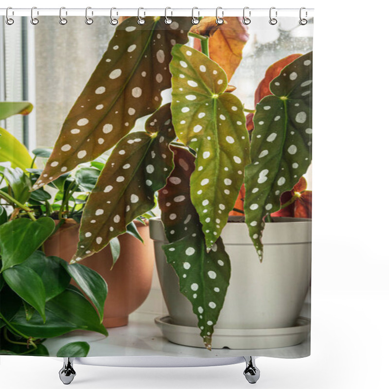 Personality  Polka-dot Begonia (begonia Maculata Var. Wightii) Houseplant On A Window Sill. Shower Curtains