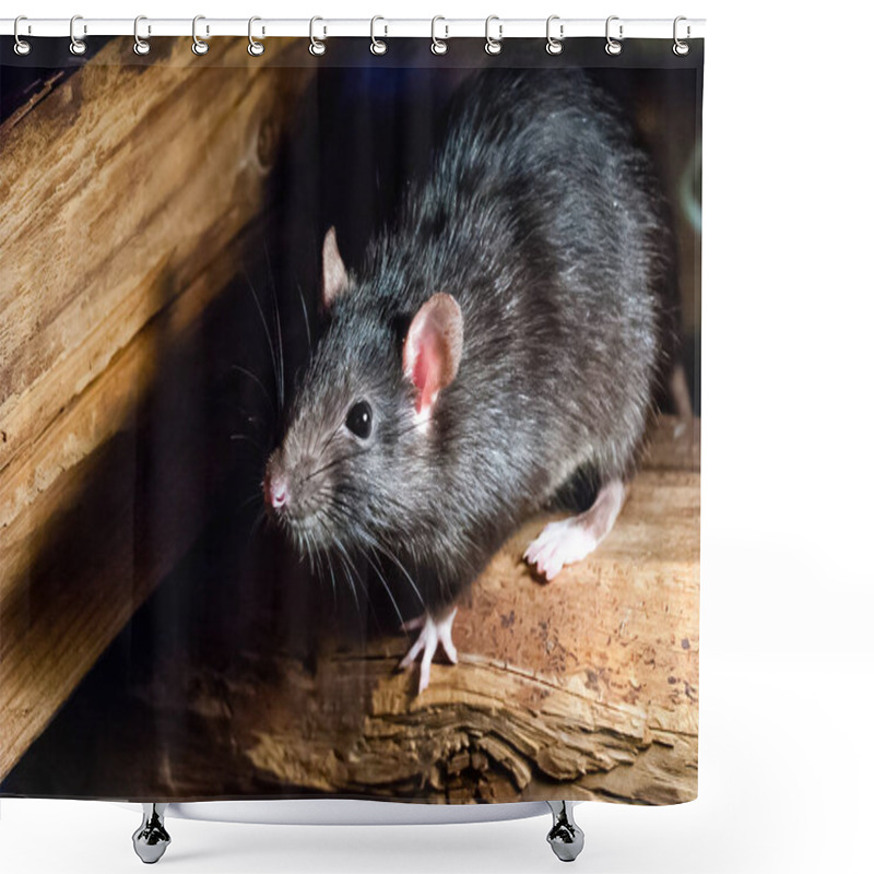 Personality  The Black Rat (Rattus Rattus), Also Known As Ship Rat, Roof Rat, Or House Rat. Shower Curtains