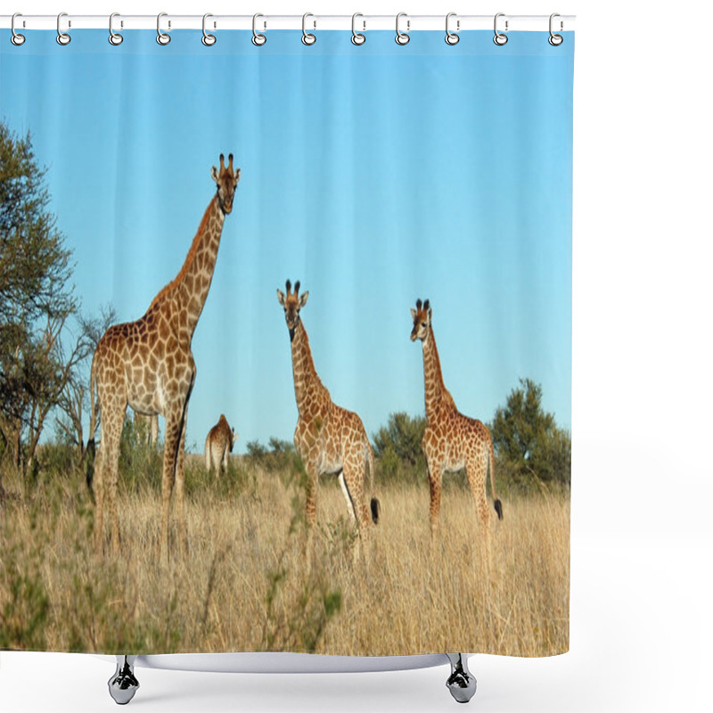 Personality  Giraffe Family In Africa Shower Curtains