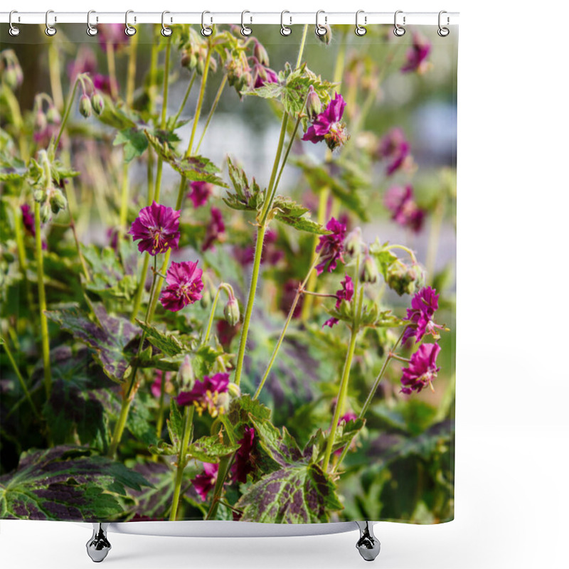 Personality  Purple And Red Flowers Of Geranium Phaeum Samobor In Spring Garden Shower Curtains