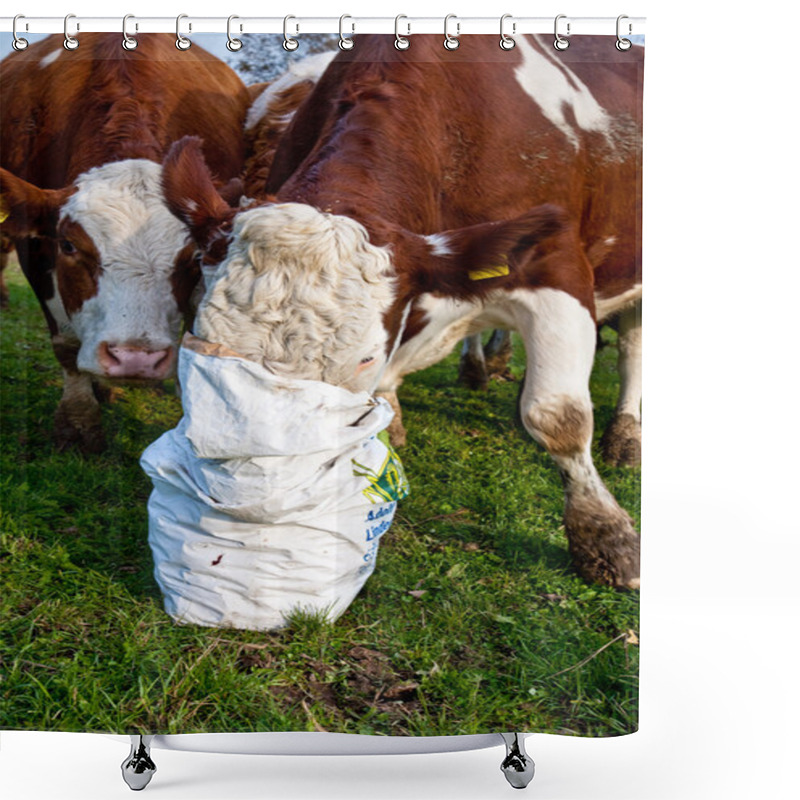 Personality  Friendly Cattles On Green Granzing Land Are Trusty Shower Curtains