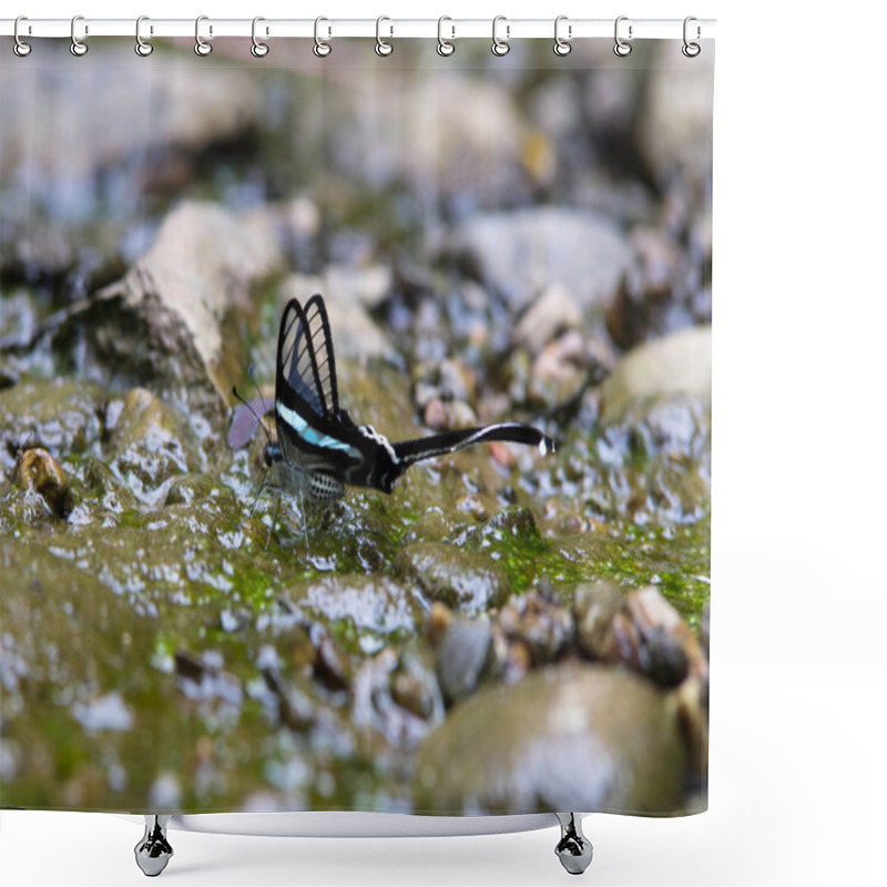 Personality  Beautiful Butterfly On Stream In The Forest (Green Dragontail) Shower Curtains