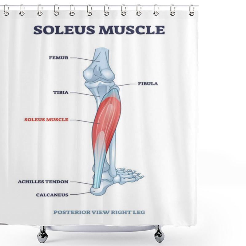 Personality  Soleus Muscle With Anatomical Leg Bones Skeletal Structure Outline Diagram Shower Curtains