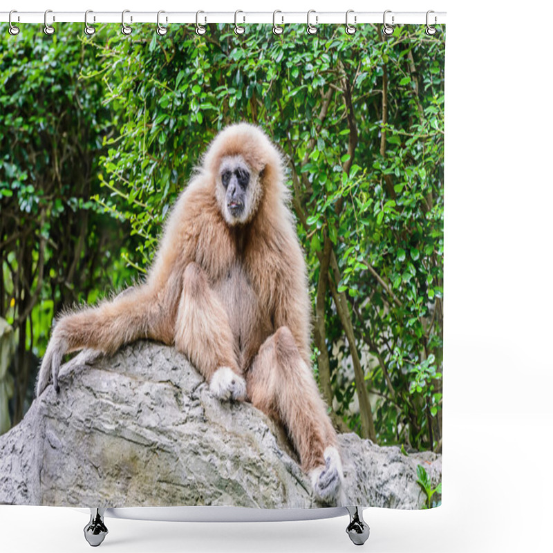 Personality  Lar Gibbon. Shower Curtains