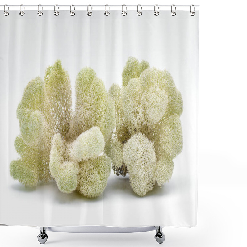 Personality  Wild Deer Moss Lichen Isolated On White Background.  Cladonia Evansii  Found In Florida Shower Curtains