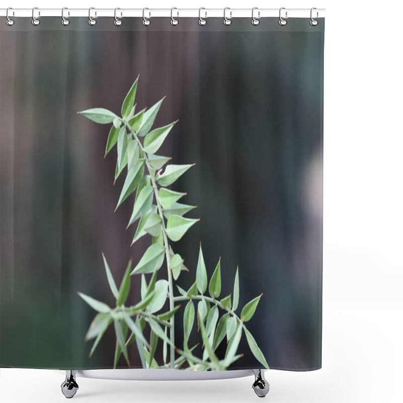 Personality  Branch Of Buther's Broom (ruscus Aculeatus) In Winter Shower Curtains