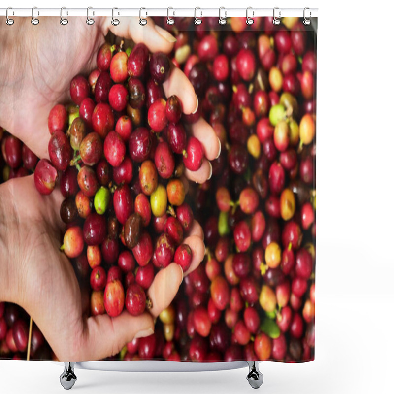 Personality  Close-up Of Hands Keeping A Heap Of Coffee Berries To Smell And Consistency.  Concept Of: Relaxation, Aroma. Shower Curtains