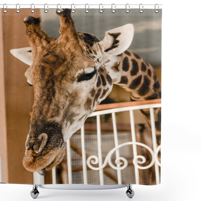 Personality  Selective Focus Of Cute And Tall Giraffe With Long Neck Near Fence In Zoo Shower Curtains