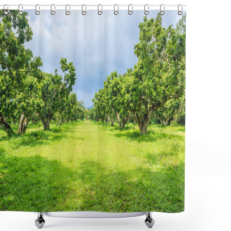 Personality  Litchi Or Lychee Orchard  Shower Curtains