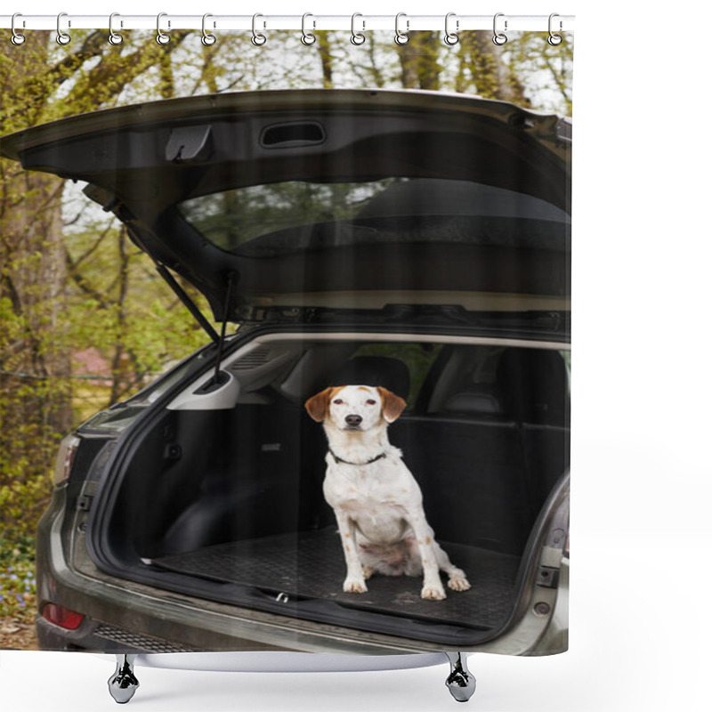 Personality  Cute Loyal White Dog With Brown Spots Sitting At Back Of Car In Forest Scenery At Hiking Halt Shower Curtains