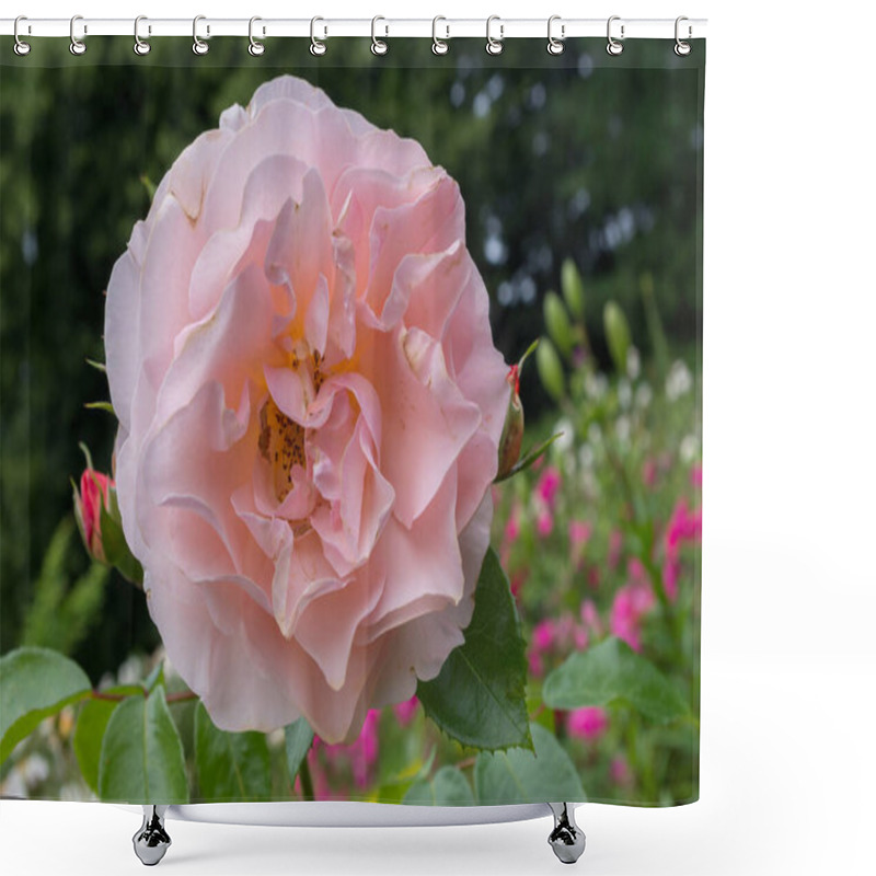 Personality  An Attractive Open Flower Of The English Rose Generous Gardener With Lush Petals Of Pale Pink Or Cream Color With Two Small Buds On The Same Stem Against The Background Of A Flower Bed And Green Trees Shower Curtains