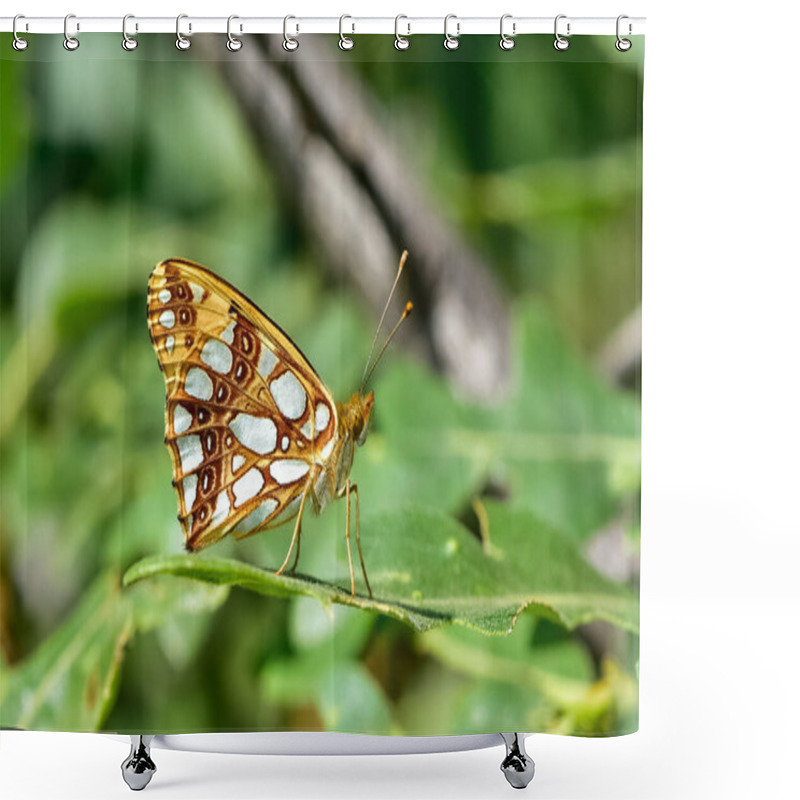 Personality  Photos Of Butterflies Feeding On Flowers Shower Curtains