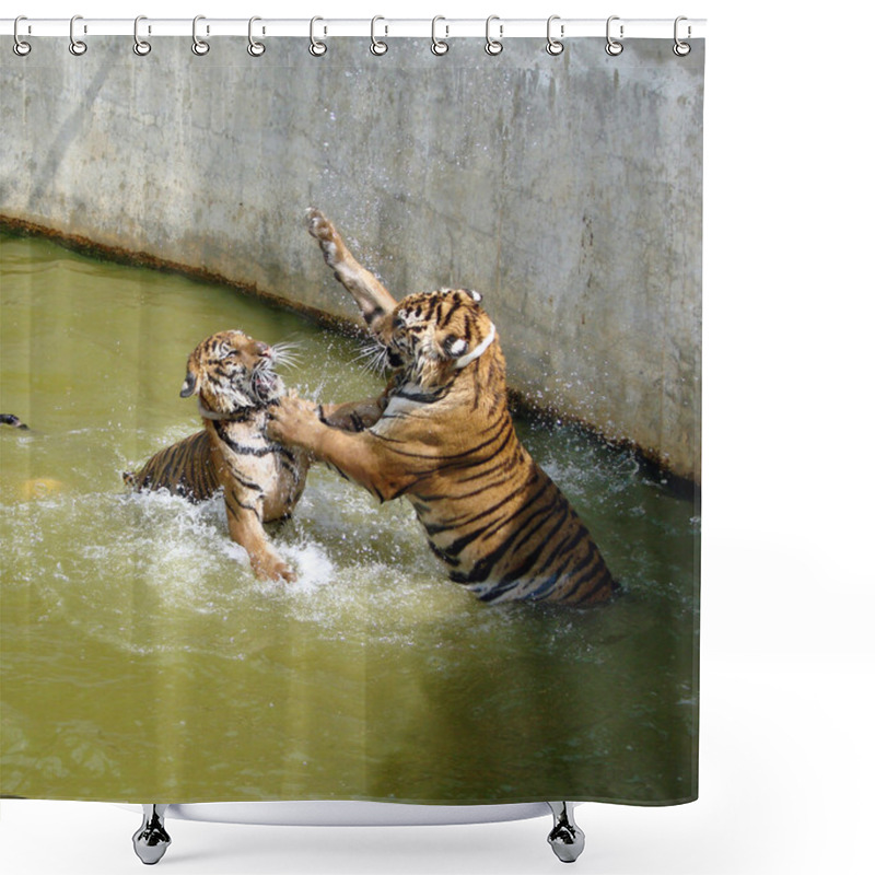 Personality  Two Tigers Fighting In The Water Shower Curtains