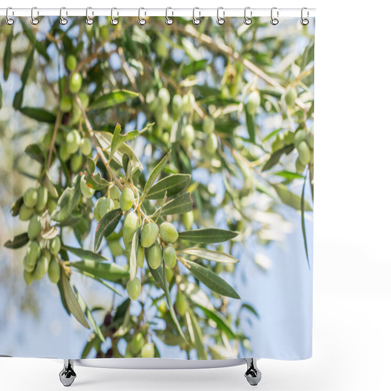 Personality  Branch Of Olive Tree With Berries On It. Closeup. Shower Curtains