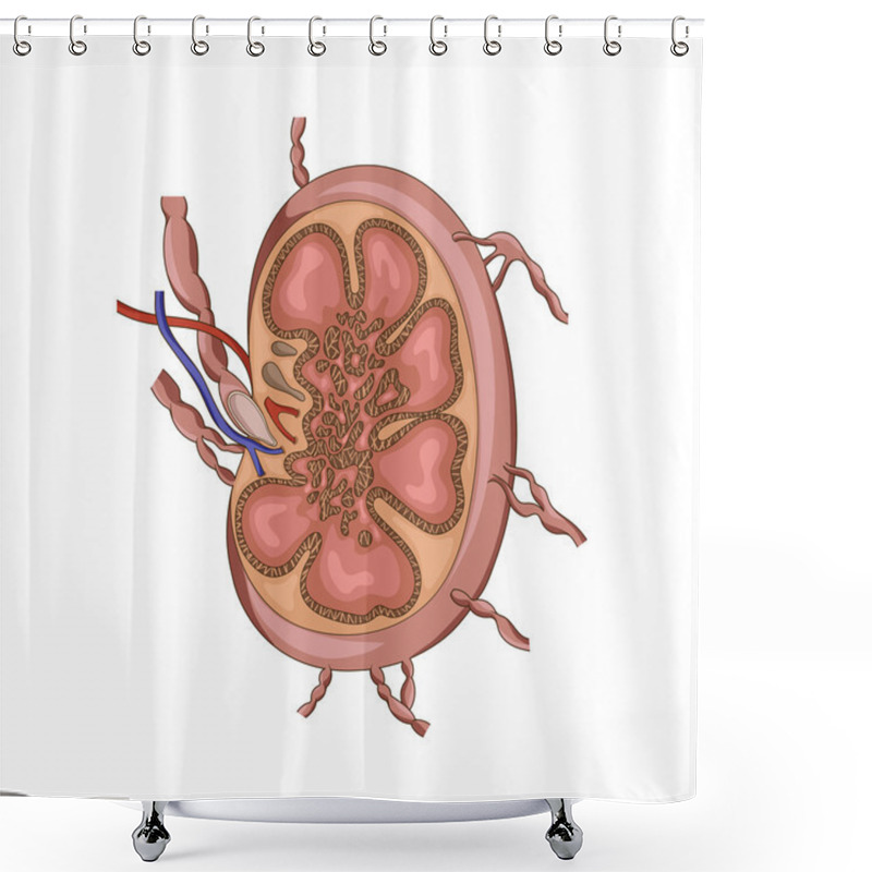 Personality  Lymph Node Structure Medical Educational Vector Shower Curtains