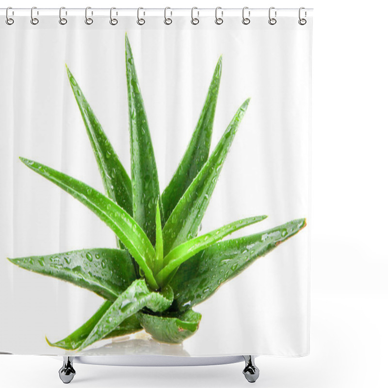 Personality  Aloe Vera Plant Isolated On White Background. Shower Curtains