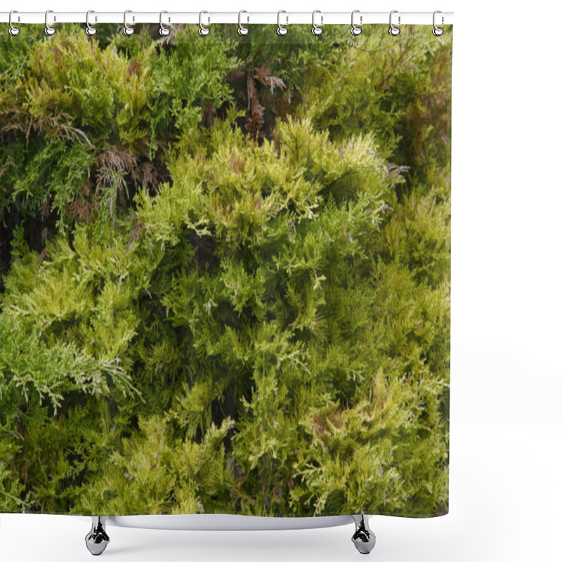 Personality  Thuja Back Shower Curtains