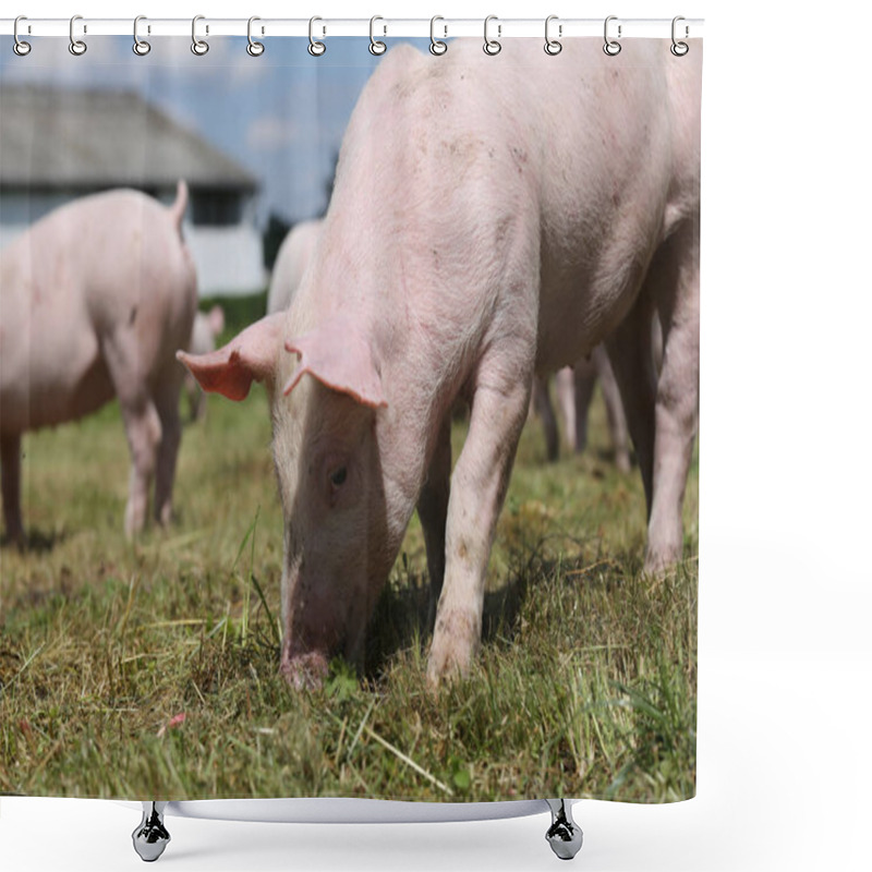 Personality  Group Of Small Pigs Eating Fresh Green Grass On The Meadow  Shower Curtains