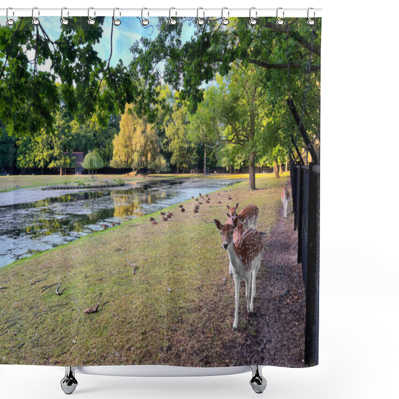 Personality  Cute Small Deer And Ducks Outdoors Near River Shower Curtains