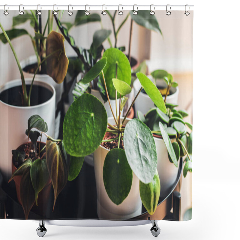 Personality  Exotic Houseplants In White Pots Arranged On A Metal Plant Stand  In An Urban Apartment. Shower Curtains