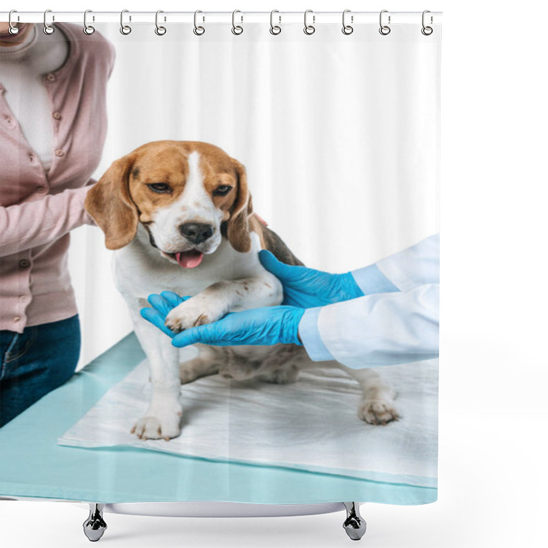 Personality  Cropped Image Of Woman Holding Beagle And Veterinarian Examining Paw Isolated On White Background Shower Curtains