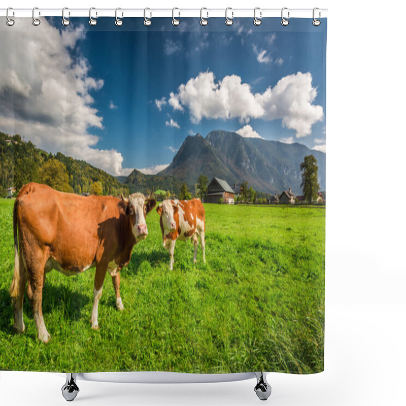 Personality  Cows On Pasture In The Alps Shower Curtains