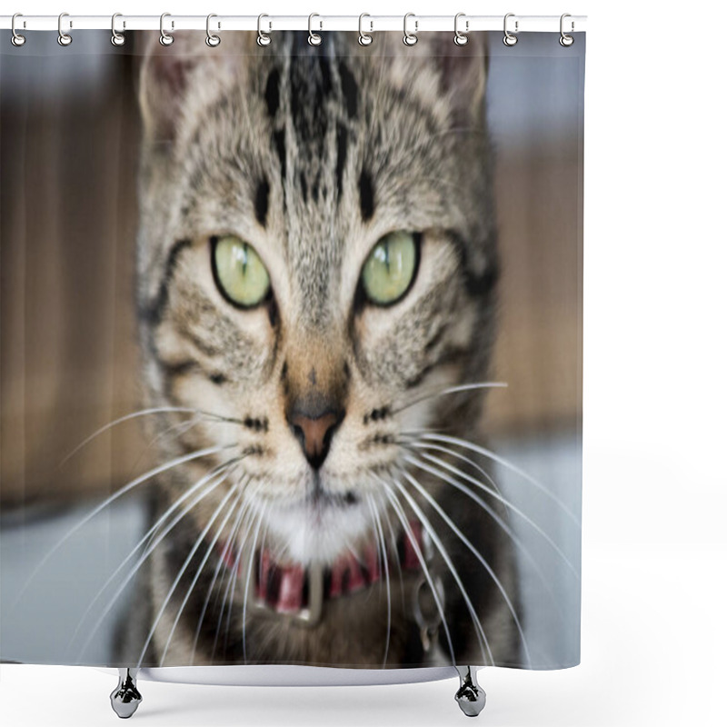 Personality  Portrait Of A Tabby Cat. Pets Shower Curtains