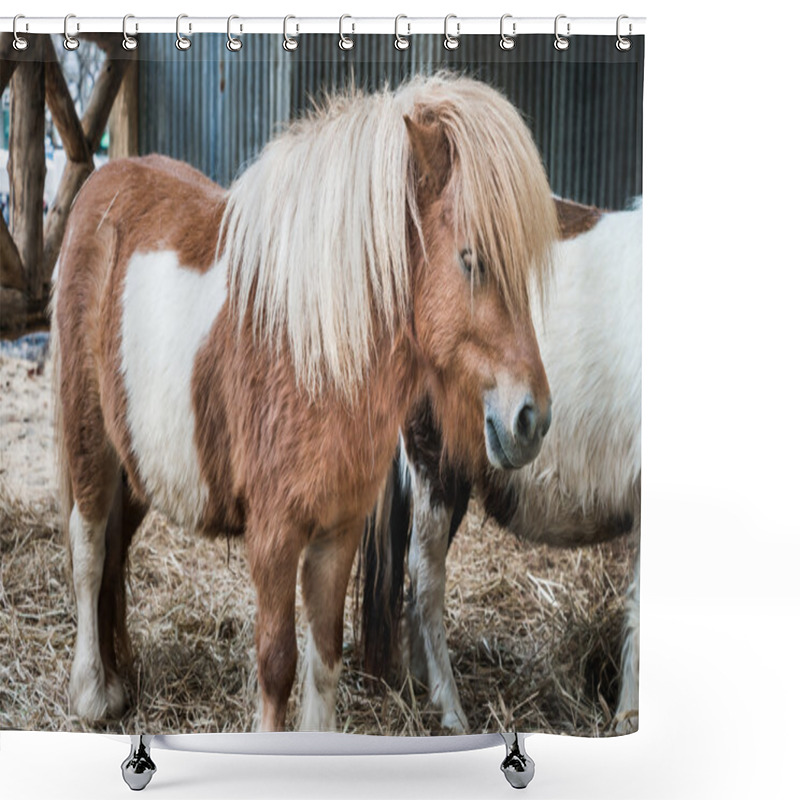 Personality  Brown Miniature Horse With Long Hair Shower Curtains